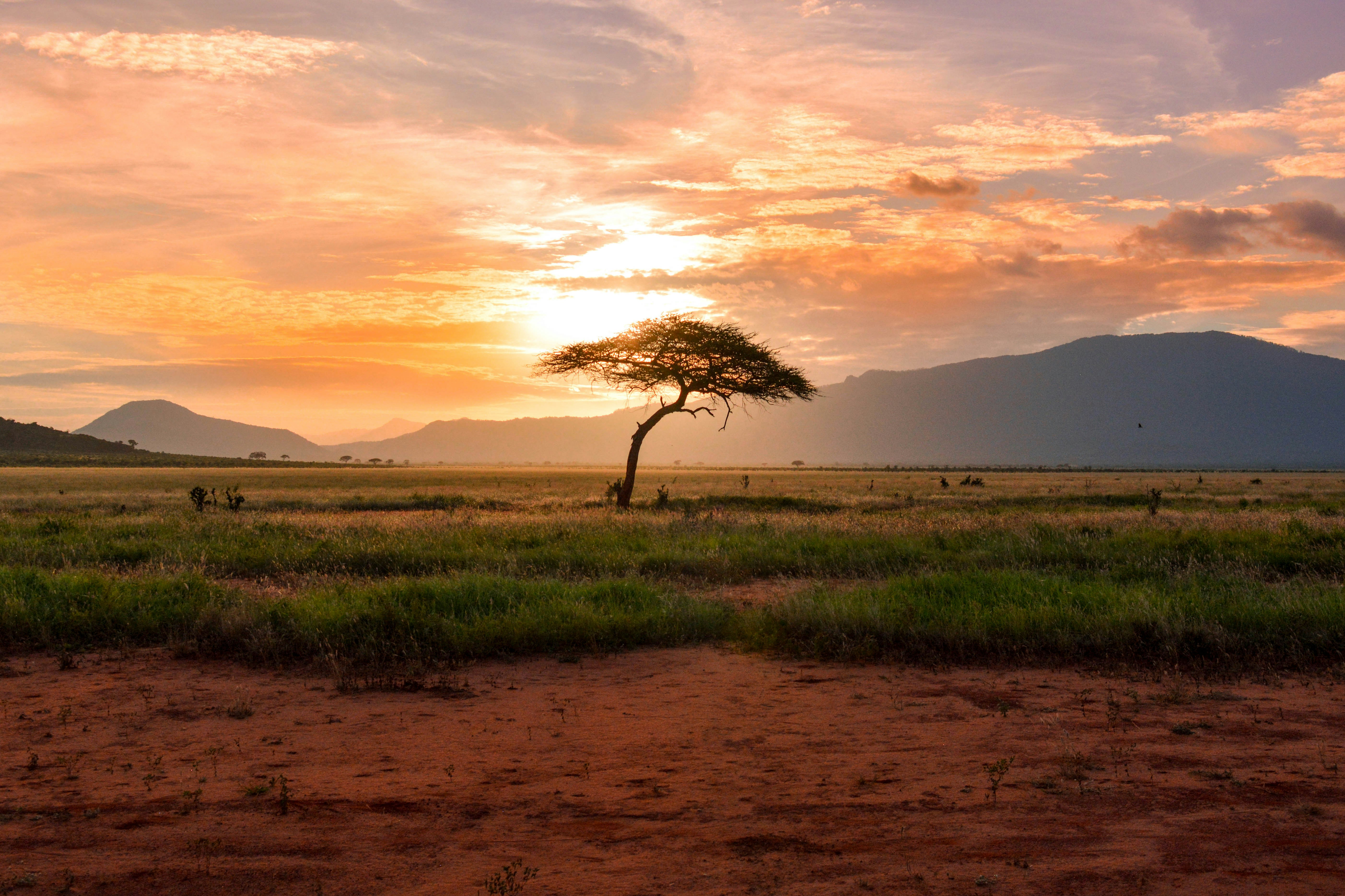 Golden savannah of the Maasai Mara at sunrise with acacia trees
