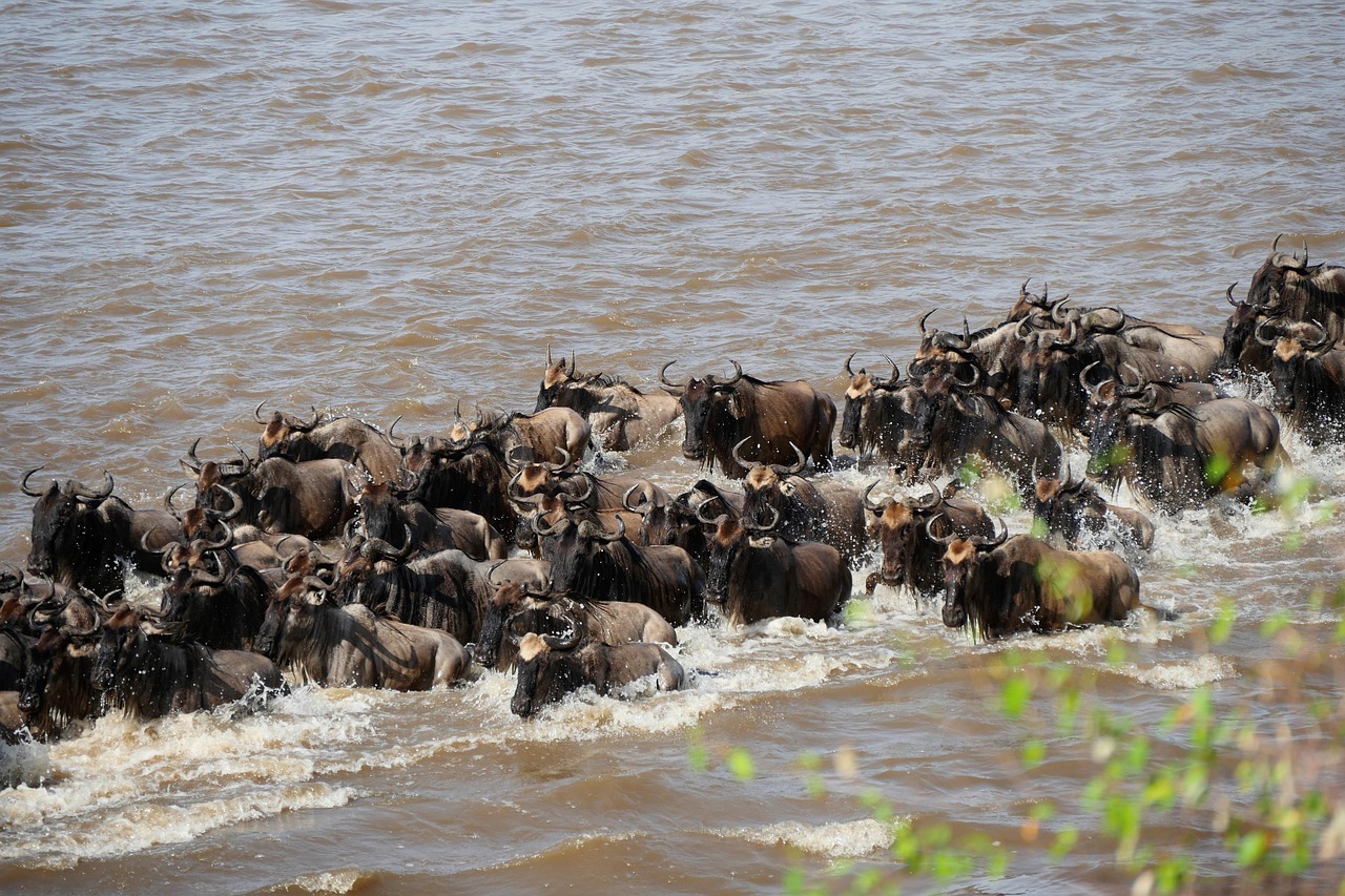 Wildebeest migration crossing the Mara River