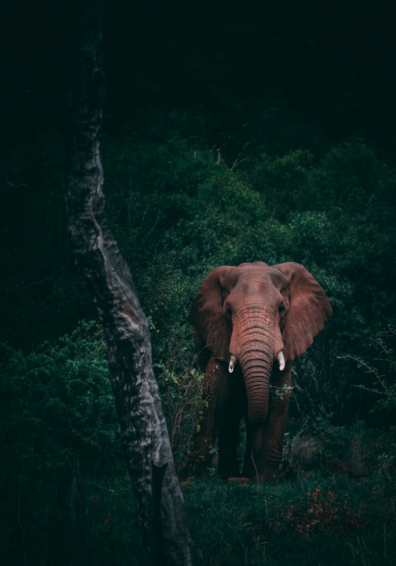BEST ROMANTIC SAFARI LODGES IN AFRICA FOR COUPLES